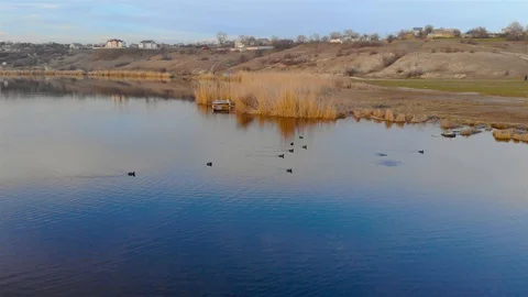 Aerial view of brood of ducks in dense thickets of pond swimming and diving in Stock Footage 127650963