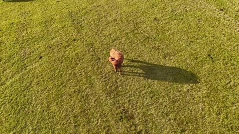 Aerial View of Brown Cow Scratching Back and Walking on Green Pasture" Stock Footage 330781263