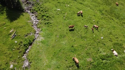 Aerial View of Brown Cows Grazing on Green Alpine Pastures in Summer Stock Footage 337042950