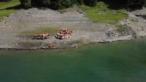 Aerial View of Brown Cows by a Green Alpine Lake in the Austrian Alps Stock Footage 327729387