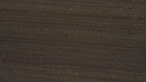 Aerial view of a brown field of which the mais has been harvested Stock Footage 142749705