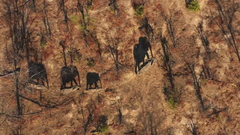 Aerial view of a brown forest with trees covered in leaves Stock Footage 270443363