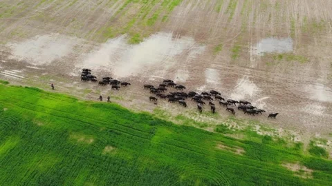 Aerial View Of Buffalo Herd Moving Through A Field With Shepherds And Dogs Stock Footage 195106539