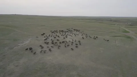 Aerial View of Buffalo Herd Roaming Montana Hills at Sunset 库存影片 342571471