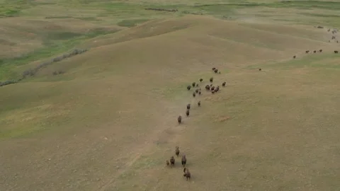 Aerial View of Buffalo Herd Roaming Montana Hills at Sunset 库存影片 342571548