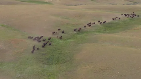 Aerial View of Buffalo Herd Roaming Montana Hills at Sunset 库存影片 342571572