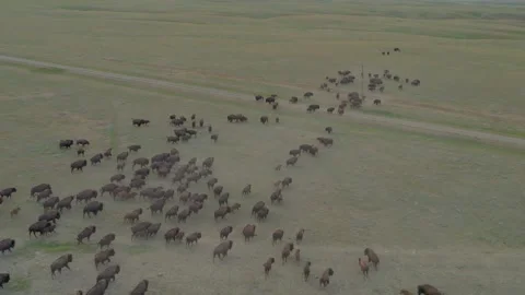 Aerial View of Buffalo Herd Roaming Montana Hills at Sunset 库存影片 342571580