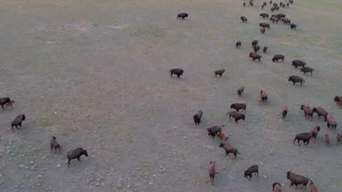 Aerial View of Buffalo Herd Roaming Montana Hills at Sunset 库存影片 342571626