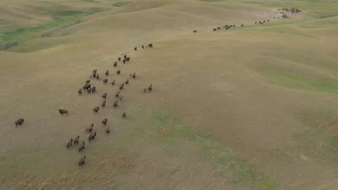 Aerial View of Buffalo Herd Roaming Montana Hills at Sunset 库存影片 342571658