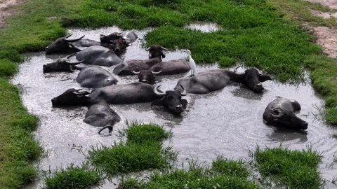 Aerial view of buffaloes wallowing in mud land Stock Footage 332609498