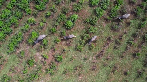 Aerial view of buffalos walking through a green plantation Stock Footage 264559441