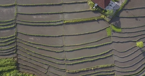 Aerial view of building in rice fields Stock Footage 129665711