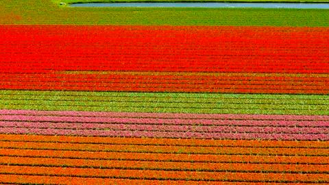 Aerial view of bulb-fields in springtime, located between the towns of Lisse and Stock Photos