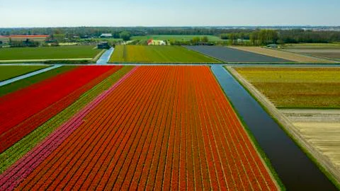 Aerial view of bulb-fields in springtime, located between the towns of Lisse and Stock Photos