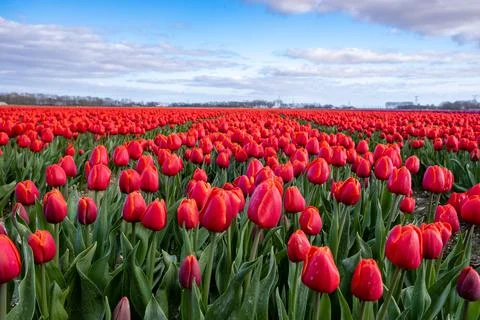 Aerial view of bulb-fields in springtime, colorful tulip fields in the Stock Photos