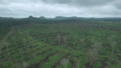 Aerial view of burn, cut trees in cattle pasture farm in the Amazon rainforest.. Vidéo 147047400