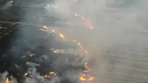 Aerial view burn rice fields with smoke after cultivate Stock Footage 145298749