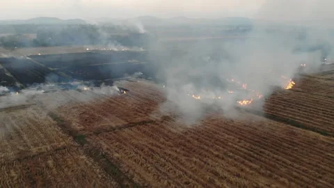 Aerial view burn rice fields with smoke after cultivate cause of air pollution Видео 145298754
