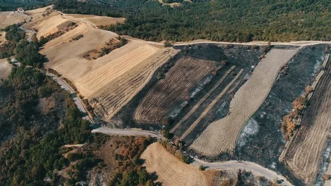 Aerial view of burned forest Stock Footage 87147128