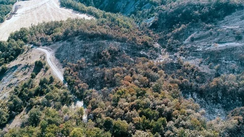 Aerial view of burned forest Stock-Footage 87148343