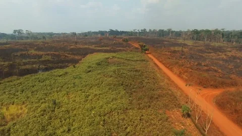 Aerial view of burnt forest along dirt road Stock Footage 80280778