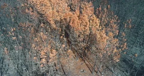 Aerial view of burnt pine forest The Concept of Destruction Stock Footage 323378086