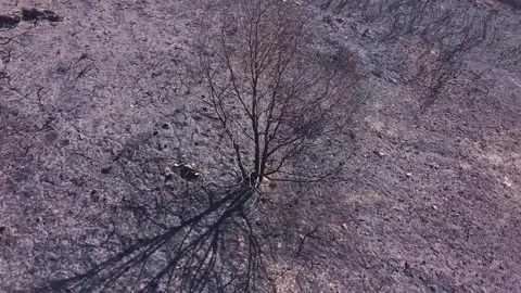 Aerial view of a burnt tree in a scorched landscape, the aftermath of a wil.. 스톡 동영상 314641501