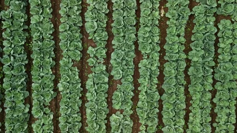 Aerial view of cabbage field rows in West Java, Indonesia. Vídeos de archivo 338165509