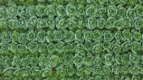 Aerial view of cabbage field in West Java, Indonesia. Vídeos de archivo 338165388