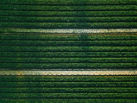 Aerial view of cabbage rows field in agricultural landscape Stock Photos