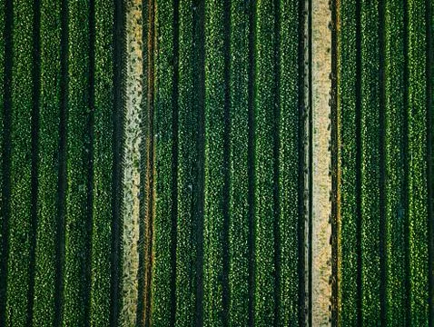 Aerial view of cabbage rows field in agricultural landscape Stock Photos