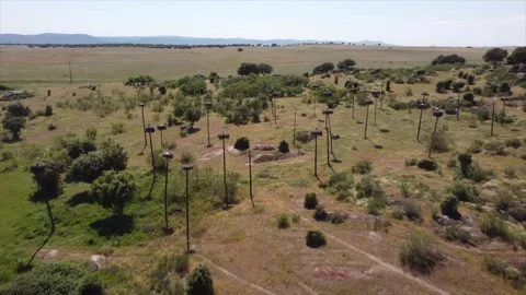 Aerial view of Caceres stork emigration, Extremadura 스톡 동영상 264768543