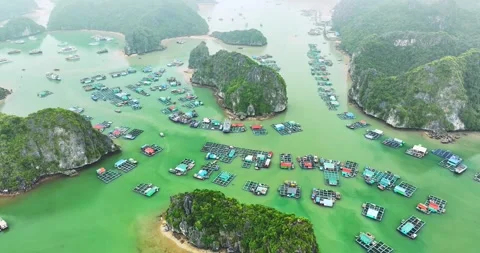 Aerial view of Cai Beo floating village in Lan Ha Bay, Vietnam. Stock Footage 296858991