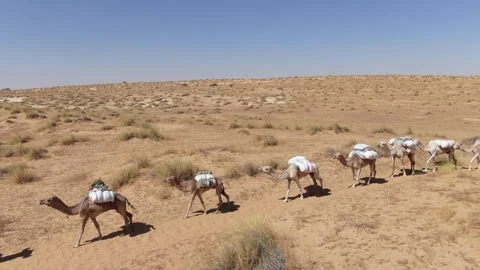 Aerial view of a camel caravan walking in the Sahara desert sand dunes Stock Footage 336009311