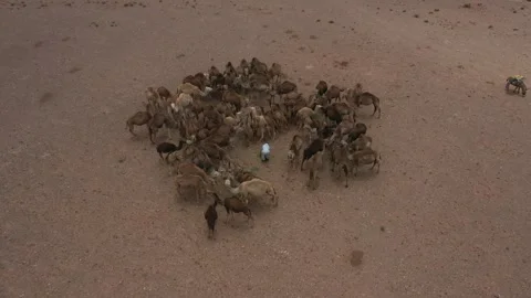 Aerial View of Camel Herd Gathering with Herder in Desert Stock Footage 335719962