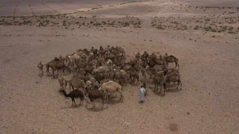 Aerial View of Camel Herd Gathering with Herder in Desert Stock Footage 335719963