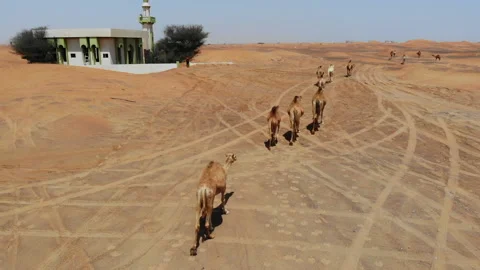Aerial View of Camel Herd Walking through Ghost Town in Dubai Desert 库存影片 231493717