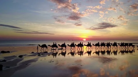 Aerial view of camels on Cable Beach in Broome Australia Stock Footage