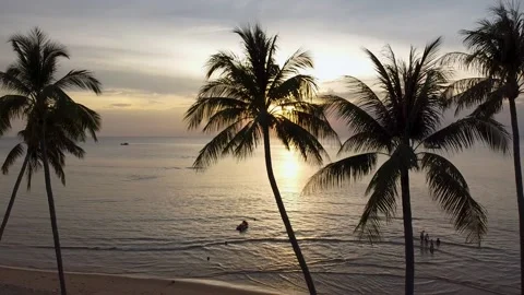 Aerial View The Camera Flies over the Sea towards Sunset, Sunset with palm trees Stock Footage 246610694