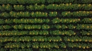 Aerial View: Camera Flying Above The Sunflower Field At Sunset. Drone Ascending Stock Footage