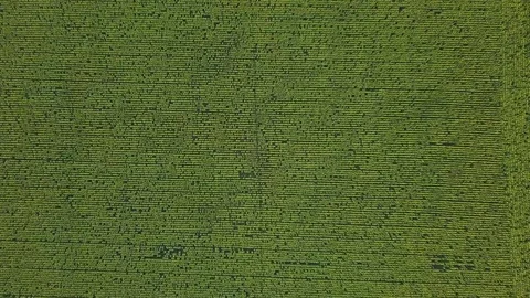 Aerial view: camera flying above the sunflower field at sunset. Drone descending Stock Footage 78022469