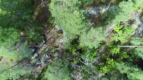 Aerial view camera moves rising up above green forest island filming down Stock Footage 78779155