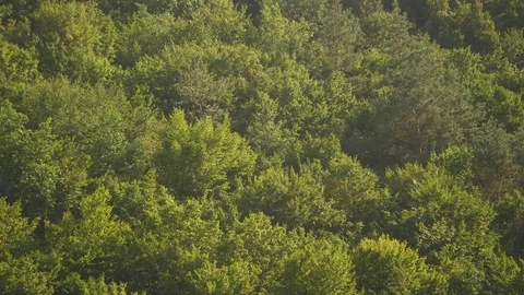 Aerial view camera moves rising up from green forest of dense mixed tree tops of Stock Footage 85216708