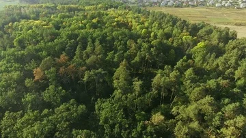 Aerial view camera moves rising up from green forest of dense mixed tree tops Stock-Footage 85631798