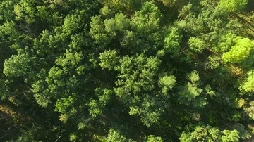Aerial view camera moves rising up from green forest of dense mixed tree tops Stock Footage 85631948