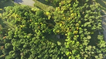 Aerial view camera moves rising up from green forest of dense mixed tree tops Stock Footage 85632379