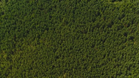 Aerial view camera moves rising up from green forest of dense mixed tree tops of Stock-Footage 90106346
