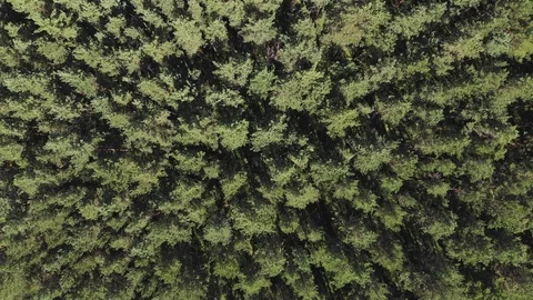 Aerial view, camera moves rising up from pine trees forest Stock Footage 97098160