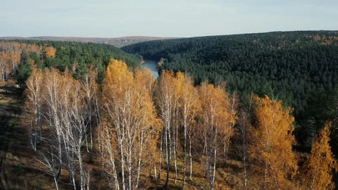 Aerial view; camera moving from behind autumn forest to river Stock Footage 117996615