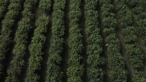 AERIAL VIEW: Camera is slowly moving directly above rows of apple trees growing Stock Footage 93169913